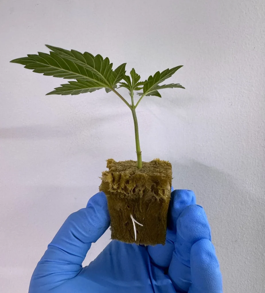 Gloved hand holding a cannabis seedling